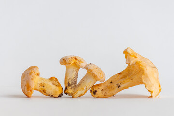Group of small golden chanterelle (Cantharellus cibarius) mushrooms, also known as girolle, lies in...
