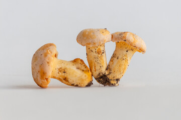 Group of small golden chanterelle (Cantharellus cibarius) mushrooms, also known as girolle, lies in line on white background. Mushrooms covered with some soil. Selective focus. Mycology theme.