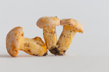 Group of small golden chanterelle (Cantharellus cibarius) mushrooms, also known as girolle, lies in line on white background. Mushrooms covered with some soil. Selective focus. Mycology theme.
