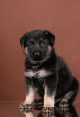 puppy east european shepherd german shepherd sitting studio portrait on brown background