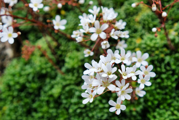 Great alpine rockfoil in flower