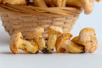 Group of small golden chanterelle (Cantharellus cibarius) mushrooms, also known as girolle, lies in...