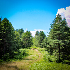 The forest. A wild road through the forest. Perfect summer landscape.
