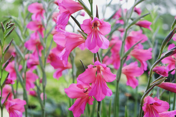 Pink common corn flag gladioli in flower