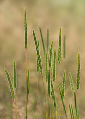 Wild cereals. Beautiful spikelets of Phleum phleoides.