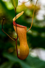 close up of a tree