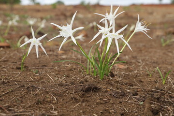 spring flower in tropical savannah