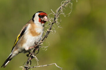 Goldfinch [Carduelis carduelis] A Goldfinch [Carduelis carduelis] Perched on a small twig