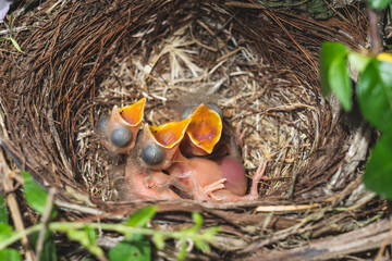 3 Crías de ave sin plumas en el nido en el jardin esperando a la madre para comer 