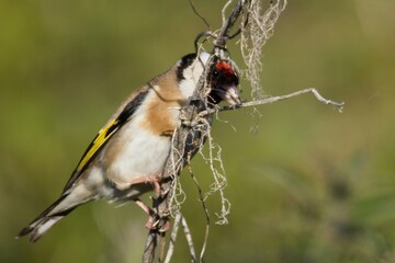 Goldfinch [Carduelis carduelis] A Goldfinch [Carduelis carduelis] Perched on a small twig