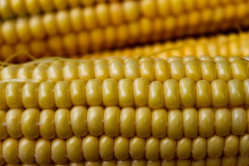 Macro corn. Close up of a corn seed on a corn cob. Corn on a cob background.