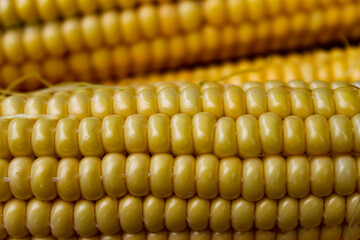 Macro corn. Close up of a corn seed on a corn cob. Corn on a cob background.