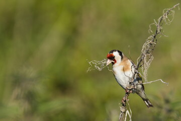 Goldfinch [Carduelis carduelis] A Goldfinch [Carduelis carduelis] Perched on a small twig