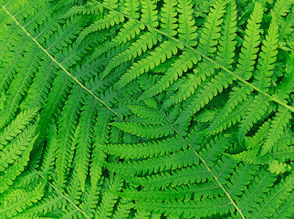 Nature pattern made from green fern leaves.