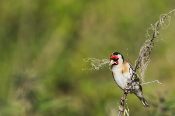 Goldfinch [Carduelis carduelis] A Goldfinch [Carduelis carduelis] Perched on a small twig