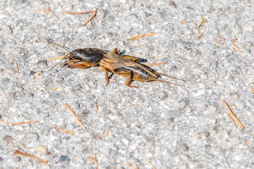 mole cricket - jar worm - Maulwurfsgrille