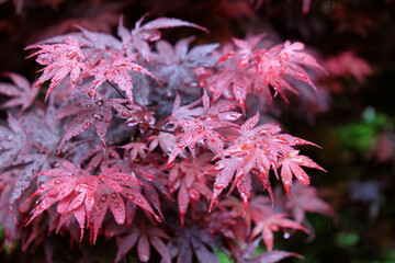 Japanese maple leaves covered in water droplets