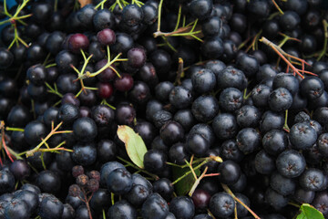 Freshly picked chokeberry berries. Fruit chokeberry. Aronia fruit. Background of chokeberry berries with a couple of green leaves.
