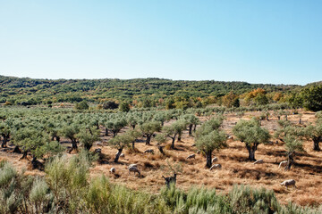 Fototapeta na wymiar Sheep grazing in the olive grove