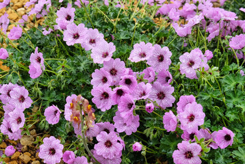 Hardy pink Geranium cinereum 'Ballerina' in flower © Alexandra