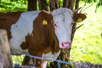 cow in the field