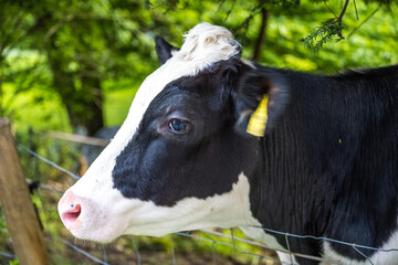 black and white cow