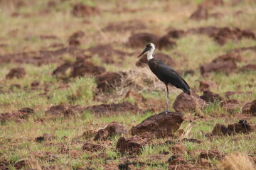 white-necked stock