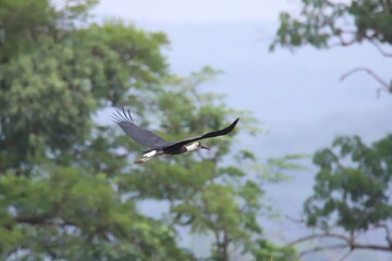 white-necked stock in flight