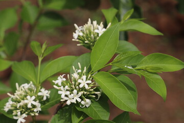 tropical flowers in the forest