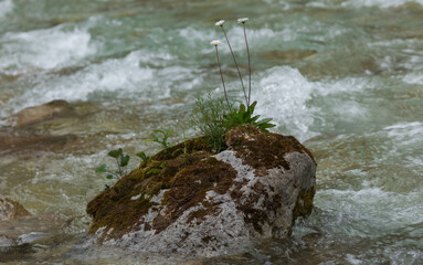 Blümchen auf Stein im Wildbach.
