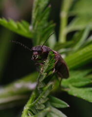 chrząszcz sprężykowaty 1