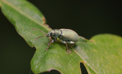 naliściak srebrniak