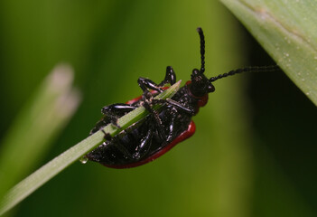 poskrzypka leśna na igiełce