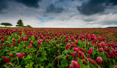 Red Crimson Clover Blossoms - Trifolium incarnatum on a field