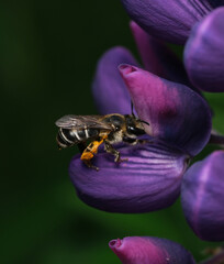 pszczoła na łubinie