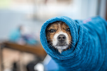 Perro en la peluqer&iacute;a Canina con toalla
