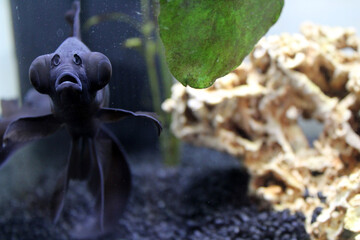 poisson japonais télescope