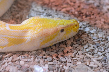 Pitone Reale giallo e bianco un serpente constrictor molto raro tra quelli più grandi del mondo come il Boa o L'anaconda