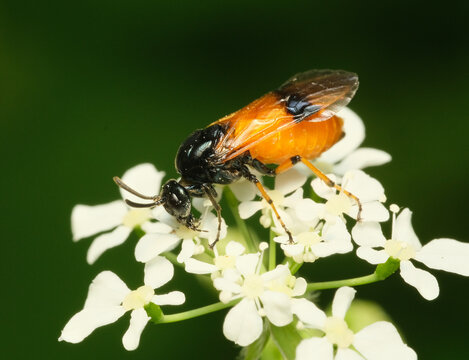 arge ochropus 2