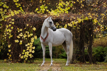 Fototapeta na wymiar Beautiful gray arabian horse with a long white mane stands on natural summer background, profile side view, exterior 
