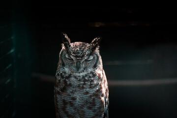 Piccola Civetta Dorme sul ramo