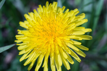 yellow dandelion flower