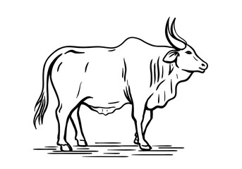 cow breeding. animal husbandry. livestock. vector sketch on a white background