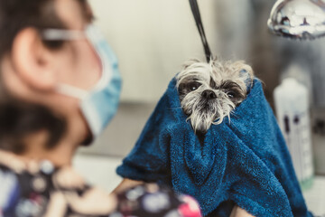 Perro en la bañera de la peluquería canina