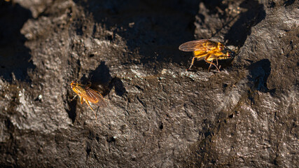 Yellow flies wallowing in cow shit