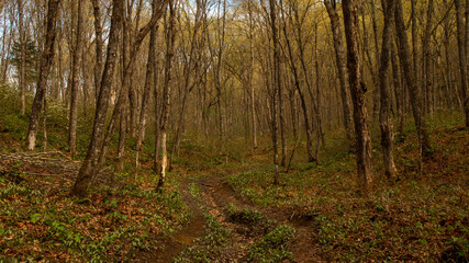 forest in spring
