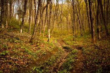 path in the woods