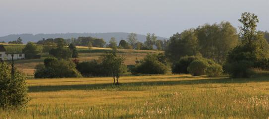 Green hills and trees enlightened in golden evening light.