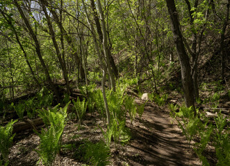 Dirt hiking trail winding through a mixed forest with ferns. Sunlight comes through the trees.
