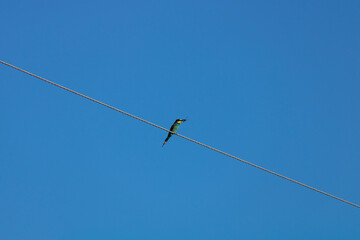 European bee-eater bird (Merops apiaster) sits on a power line wire against a blue sky. In the mouth of the bird, the prey is a dragonfly.
